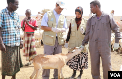 FAO veterinarian team members meet with pastoralists in the field to save the remaining animals, near Bandar Beyla, Puntland, Somalia, March 2017. (N. Wadekar/VOA)
