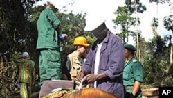Engineers of the Cameroonian Ministry of Forestry and Wild Life controlling a timber company in the Ambam region, Oct 2007 (file photo)