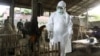 Trung Quốc: Ca tử vong vì cúm gà thứ nhì trong năm nay