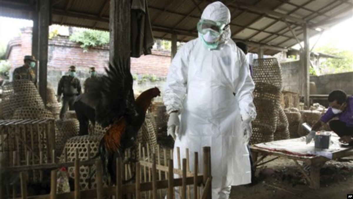 Korban Tewas Akibat Flu Burung Di Indonesia Capai 163