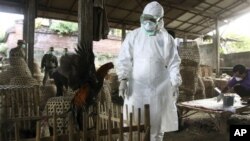 Seorang petugas di Bali dalam proses pemusnahan unggas untuk menghindari flu burung. (Foto: Dok)