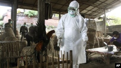 Korban Tewas Akibat Flu Burung Di Indonesia Capai 163