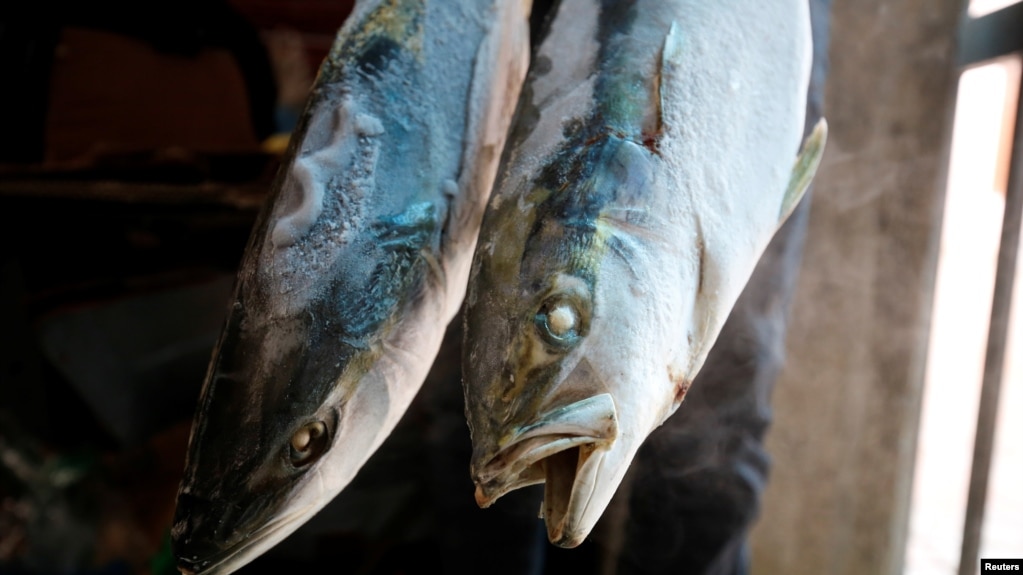 Cá bị cho là nhiễm độc tại một cơ sở đông lạnh ở Hà Tĩnh hồi tháng 4 năm nay, 1 năm sau thảm họa môi trường biển do công ty Đài Loan Formosa gây ra.