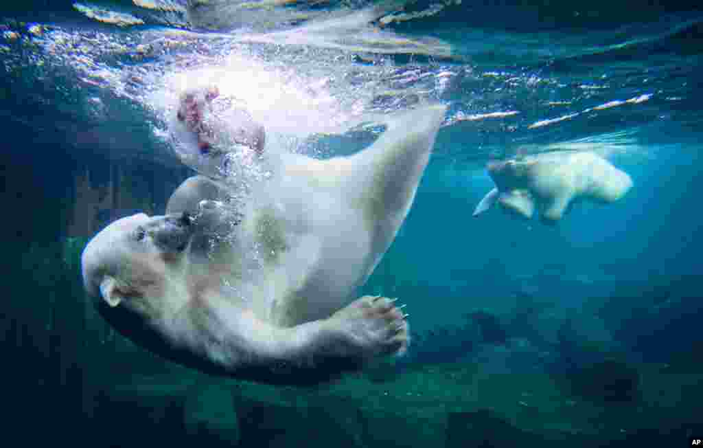 Two polar bears dive for ice cream cakes in the water basin at the Zoo in Hanover, Germany.