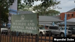 The Department of Wildlife and National Parks is expected to be the licensing authority. (Mqondisi Dube/VOA)