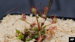 Esta planta carnívora de Brasil, del tipo de las droceras, fue descubierta en Facebook en 2015 por un especialista que estaba viendo fotos subidas por un admirador de las orquídeas.