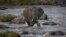 FILE - An elephant crosses the Mara River in the Maasai Mara, Kenya, July 6, 2015. Six elephants were found dead in three wildlife refuges in Narok County, southwest Kenya. 