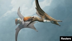 A life restoration of two individuals of the newly identified Jurassic Period pterosaur species Skiphosoura bavarica are pictured in flight, in this illustration released on November 18, 2024. (Gabriel Ugueto/Handout via REUTERS)