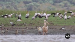 Residents on Kenya’s coast use app to track migratory birds