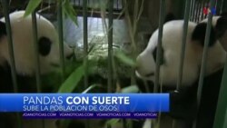 Población de pandas crece