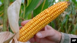 Jagung hasil rekayasa genetika produksi perusahaan AS Monsanto ditanam di Badingen, Jerman. (Foto: Dok)