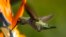 FILE - An Anna's Hummingbird (Calypte anna) feeds on a Birds of Paradise plant along a canyon in Encinitas, California, Sept. 12, 2007. 