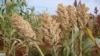 Nigerian Project Aims to Boost Sorghum and Millet Production