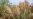 Nigerian Project Aims to Boost Sorghum and Millet Production