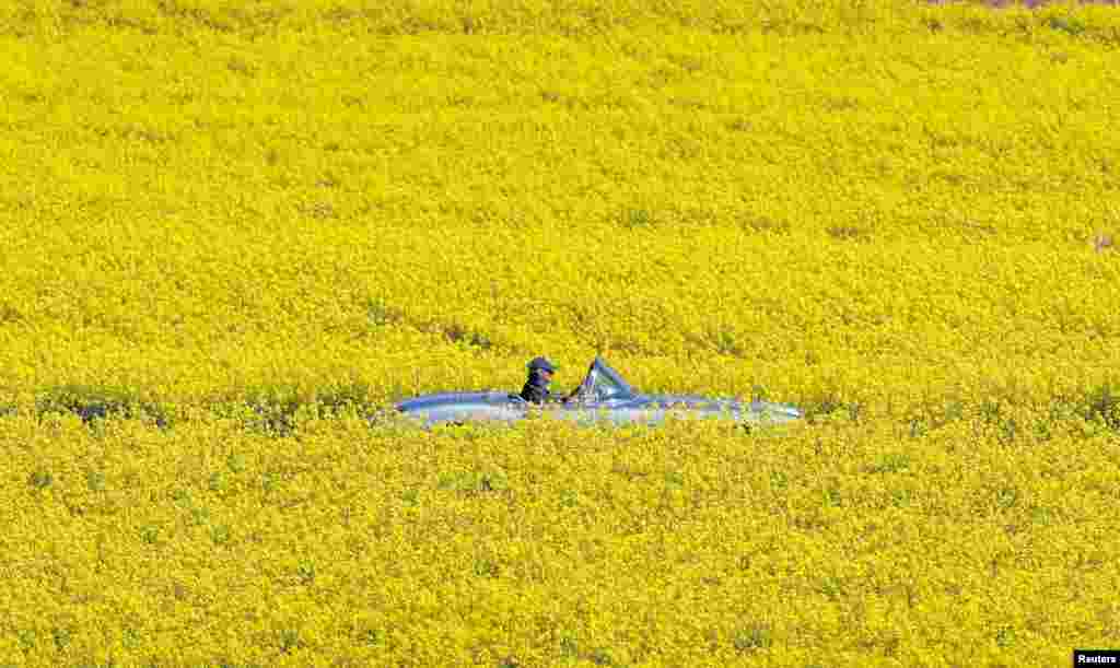 A man drives a convertible car on a road surrounded by rape fields near Schinznach-Dorf, Switzerland.