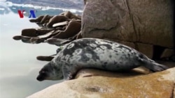 Seals Aid Research into Retreating Glaciers in Greenland