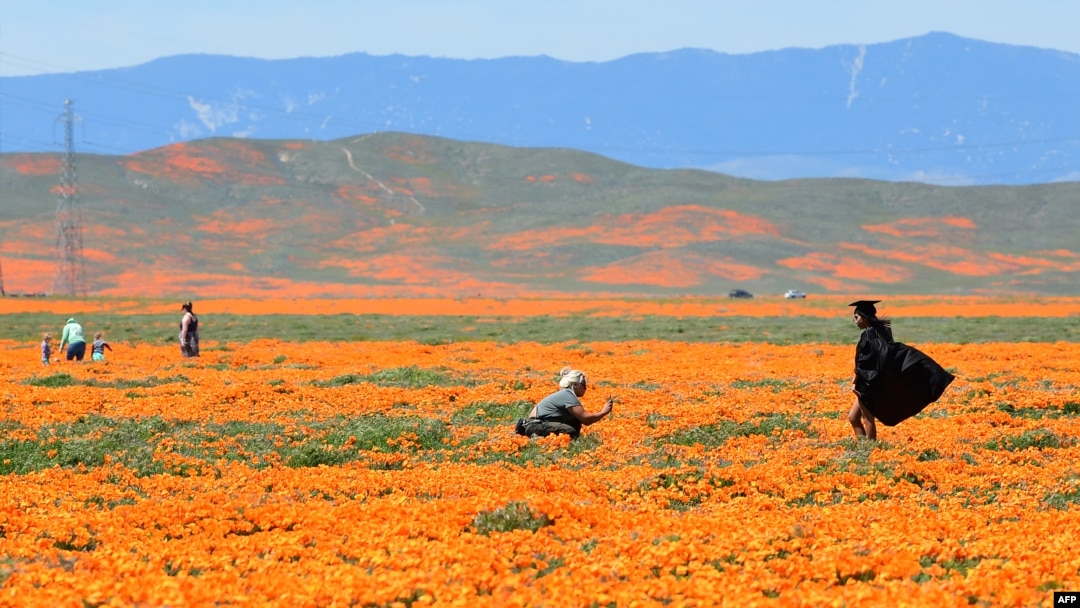 Seorang gadis berpose di topi dan gaun pakaian kelulusannya di Antelope Valley California Poppy Reserve, 16 April 2020 di Lancaster, California sebagai ilustrasi (Foto: AFP)