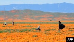 Seorang gadis berpose di topi dan gaun pakaian kelulusannya di Antelope Valley California Poppy Reserve, 16 April 2020 di Lancaster, California sebagai ilustrasi (Foto: AFP)