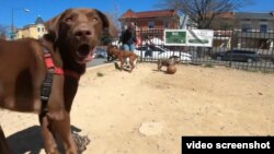 Anjing-anjing bermain di taman khusus untuk anjing. (Foto: VOA/video)