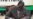Mugabe Succession Not on the Agenda at This Week's ZANU-PF Conference