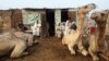 Market Flooded with Camels as Eid al-Adha Approaches