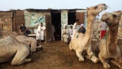 Market Flooded with Camels as Eid al-Adha Approaches