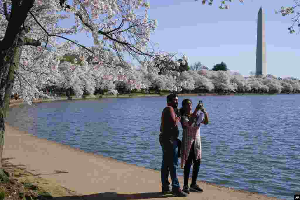 A man and a woman take a selfie under blooming Yoshino cherry trees on the edge of the Tidal Basin in Washington, D.C.