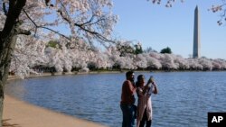 A man and a woman take a selfie under blooming Yoshino cherry trees on the edge of the Tidal Basin in Washington, D.C.