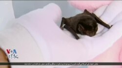 تولید کنندگان انگور و شراب در استرالیا از یک خفاش برای آفت کشی استفاده کردند