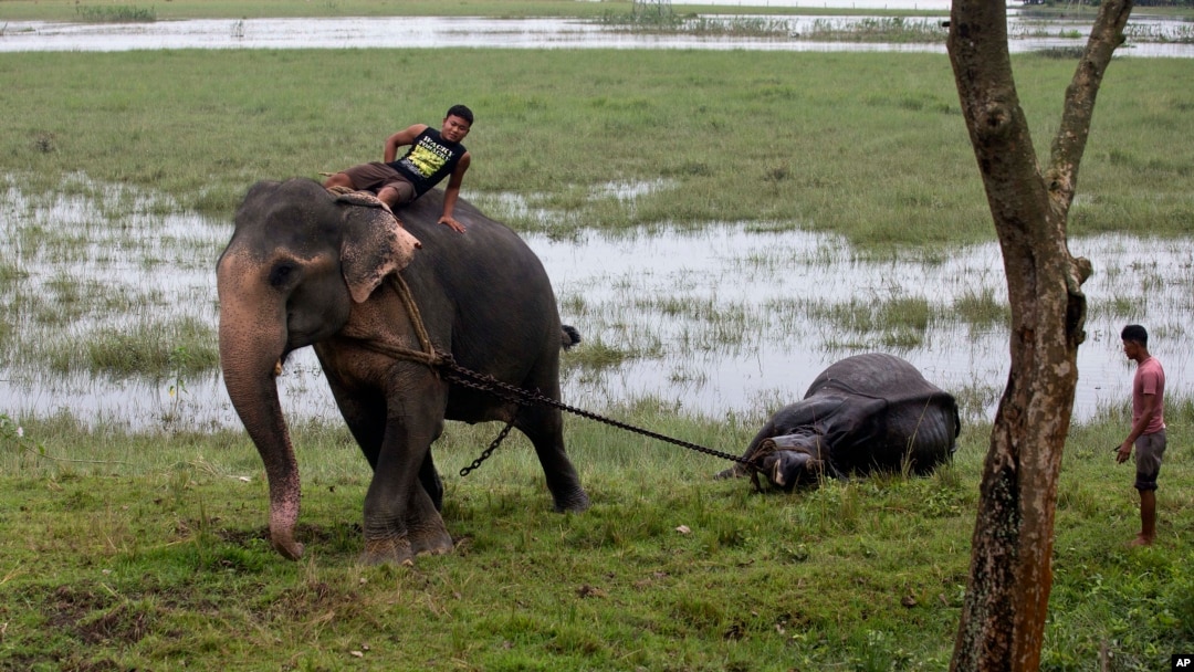 An Indian forest official rides an elephant and pulls the carcass of a female one-horned rhino killed in the recent flood situation in northeastern state of Assam, at Pobitora Wildlife Sanctuary, about 55 kilometers (34 miles) east of Gauhati, India, Sund