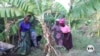 Malawi women make banana wine to fight climate change 