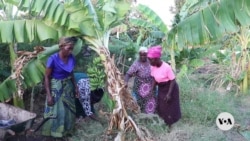 Malawi women marque   banana vino  to combat  clime  alteration  