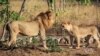 Malawi Completes Lions Translocation Drive