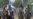 Preakness: Shackleford Win Ends Triple Crown Prospects