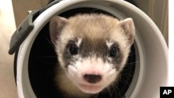 In this photo provided by the U.S. Fish and Wildlife Service is Elizabeth Ann, the first cloned black-footed ferret and first-ever cloned U.S. endangered species, at 50-days old on Jan. 29, 2021. (U.S. Fish and Wildlife Service via AP)