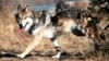 US Adopts Recovery Plan for Mexican Grey Wolves