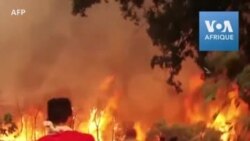 Images des feux de forêt en Algérie