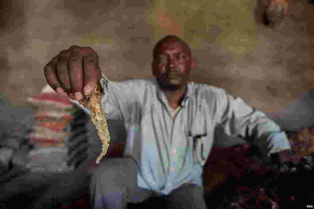 A frankincense trader holds up a tear of prized maydi, the most expensive frankincense resin, near the village of Gudmo, Somaliland, Aug. 2, 2016. (J.Patinkin/VOA)