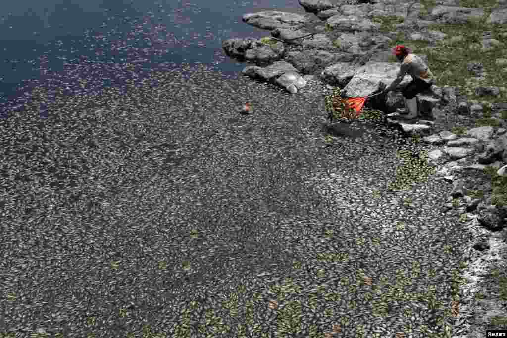 Seorang penduduk desa mengumpulkan ikan-ikan yang mati dari perairan bendungan Hurtado di Acatlan de Juarez, Meksiko. Lebih dari 500 ton ikan mati akibat air bendungan terkontaminasi tumpahan limbah dari sebuah pabrik pakan ternak. 