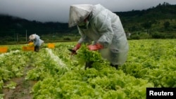 Banyak hasil sayuran tidak bisa dipasarkan di AS karena banyaknya restoran dan toko yang ditutup saat pandemi Covod-19 (foto: ilustrasi). 