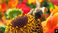 Honeybees, a managed species that are trucked to farms, pollinate about 70 percent of the world’s food crops. (photo credit: Tracey Newman)