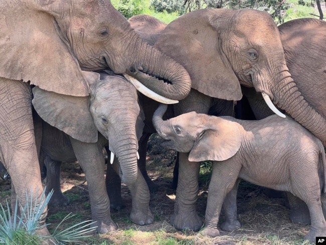 In this undated photo, an African elephant family comforts a calf in Samburu National Reserve, Kenya. (George Wittemyer via AP)