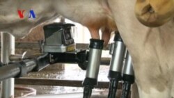Milking Cows with Robots? (VOA On Assignment July 11, 2014)