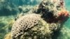 Ученые: изменение климата разрушает коралловые рифы 