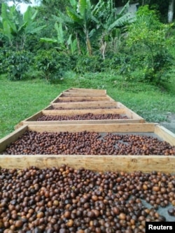 Los granos secos de café Monte Claro, una variedad de café arábica, se ven en una plantación en Trujillo, Venezuela, en esta foto sin fecha publicada el 27 de julio de 2023. Victor Montilla/via REUTERS