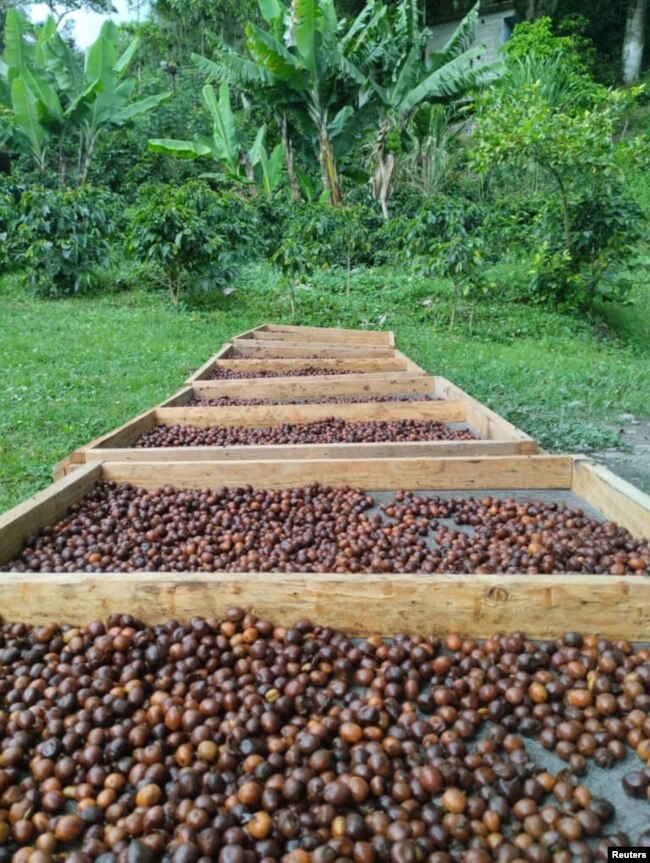 Los granos secos de café Monte Claro, una variedad de café arábica, se ven en una plantación en Trujillo, Venezuela, en esta foto sin fecha publicada el 27 de julio de 2023. Victor Montilla/via REUTERS