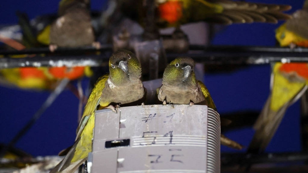 Argentine Town Struggles with Parrot Invasion