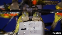 Parrots stand on an switch box and cables in the town of Hilario Ascasubi in Argentina on September 23, 2024. (REUTERS/Agustin Marcarian)
