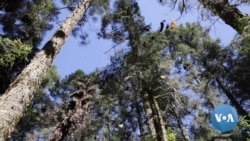 VOA Films Illegal Logging Inside Mexico Monarch Butterfly Sanctuary 
