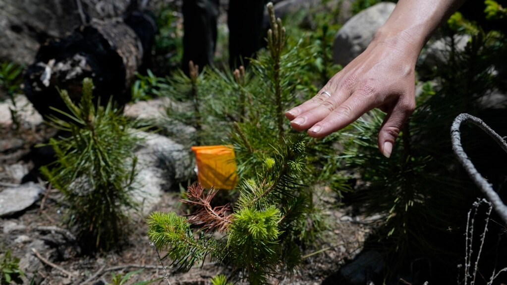 Study: Replanting Same Trees Cannot Replace Burned Forests